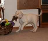 9 wks old, Last Night at RLS, Getting toys out
