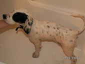 Bath Time for Bev!