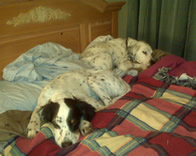 Jan 20: Champ and his mama sleeping in Corvallis