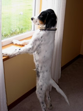 Nov 8: Champ wishes he could go outside to play with the big dogs....