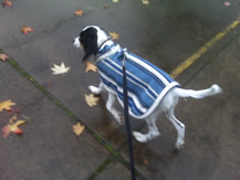 Nov 9: Going for a walk in Corvallis, wearing his fleece blanket that Chelsea made :0)