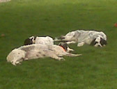 Jake, Champ, and Remi napping. Est. 2010-2011.