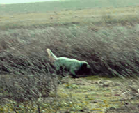 Hunting in 2003
