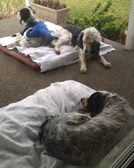 March 2012. The boys napping on the patio.