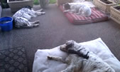 May 16, 2012. Jake's area on the patio, blocked by planters so he wouldn't fall off (blind). Sleeping with the boys....