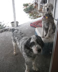 Dec 31: Okay, we're done playing.... Let us inside, please?