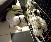 Remi, aka Mr. Popular, hanging out with his puppies. Aug 1st.