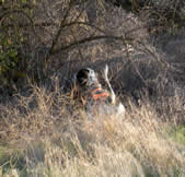 Fall 2010, on quail.