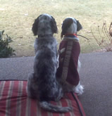 Remi and Champ on watchdog duty. 