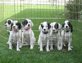 September 2nd, 2009. Pretty Puppies!