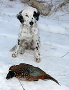 Six months old with her first pheasant pointed and retrieved!
