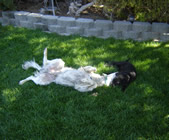 Toby playing with his puppy friend, 2008