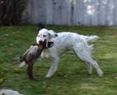 Nine Months with his Pheasant