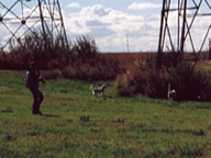 Jake and Sophie hunting in 2003. Jake pointing on right. Soph backing.