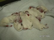Day Old Litter