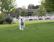 Soph running in the yard.
