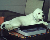 Weighing Before Deworming Pup